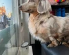 Dachshund (Miniature Long Haired)