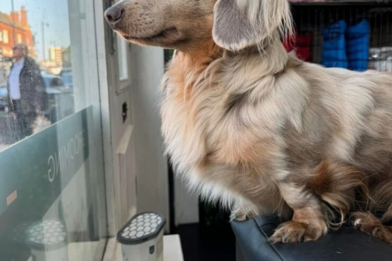Dachshund (Miniature Long Haired)