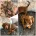 Dachshund (Miniature Long Haired)