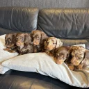 Dachshund (Miniature Long Haired)