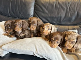 Dachshund (Miniature Long Haired)