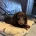 Dachshund (Miniature Long Haired)