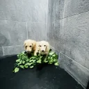 Dachshund (Miniature Long Haired)