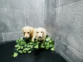 Dachshund (Miniature Long Haired)