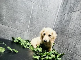 Dachshund (Miniature Long Haired)