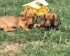 Dachshund (Miniature Smooth Haired)