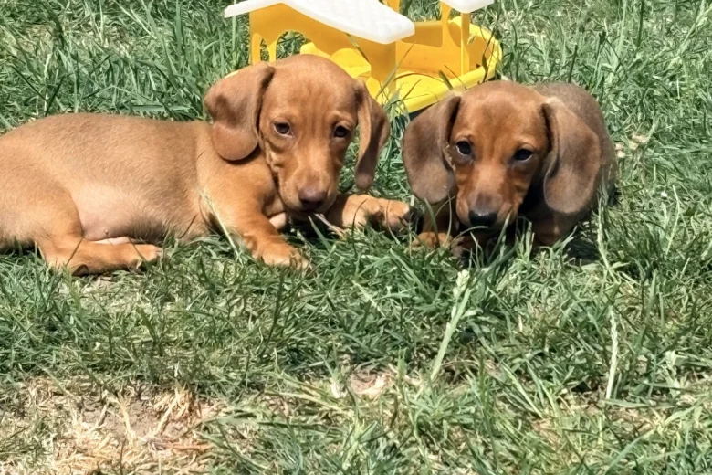 Dachshund (Miniature Smooth Haired)