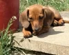 Dachshund (Miniature Smooth Haired)