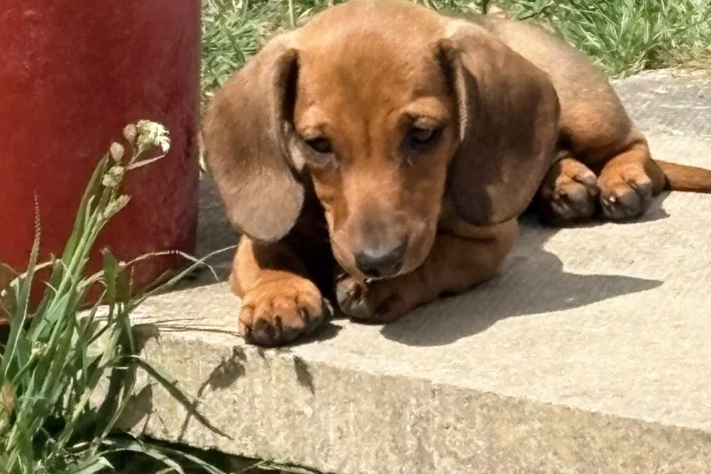 Dachshund (Miniature Smooth Haired)