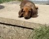 Dachshund (Miniature Smooth Haired)