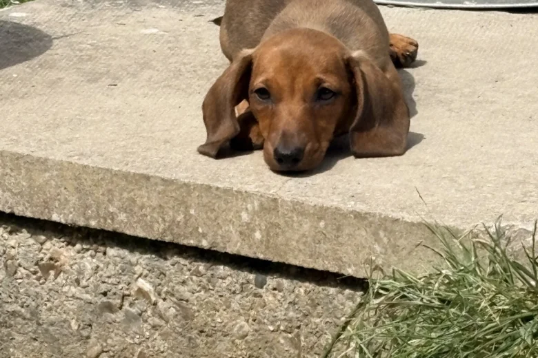 Dachshund (Miniature Smooth Haired)