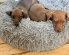 Dachshund (Miniature Smooth Haired)