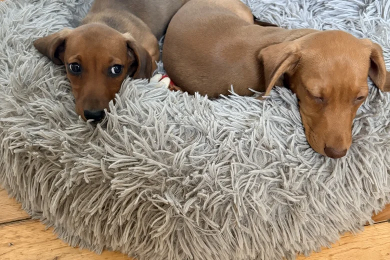 Dachshund (Miniature Smooth Haired)
