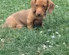 Dachshund (Miniature Smooth Haired)
