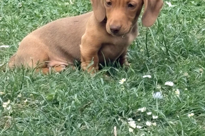 Dachshund (Miniature Smooth Haired)
