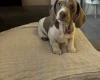 Dachshund (Miniature Smooth Haired)