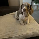 Dachshund (Miniature Smooth Haired)
