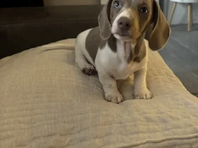 Dachshund (Miniature Smooth Haired)