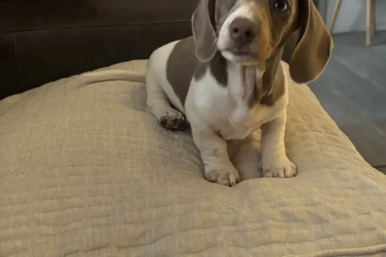 Dachshund (Miniature Smooth Haired)