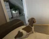 Dachshund (Miniature Smooth Haired)