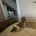 Dachshund (Miniature Smooth Haired)