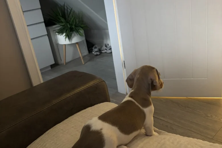 Dachshund (Miniature Smooth Haired)