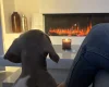Dachshund (Miniature Smooth Haired)