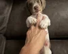 Dachshund (Miniature Smooth Haired)