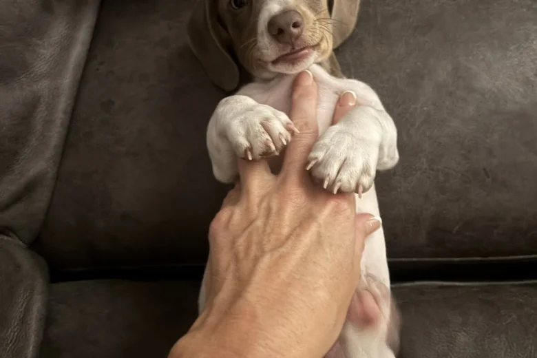 Dachshund (Miniature Smooth Haired)