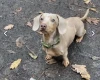 Dachshund (Miniature Smooth Haired)