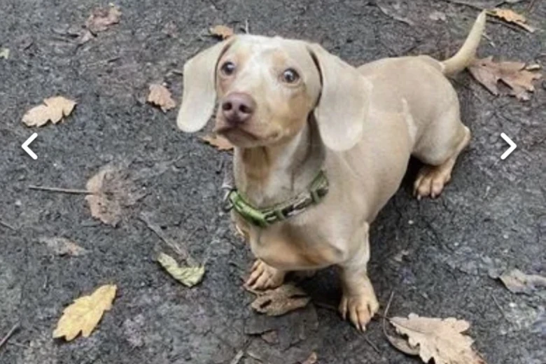 Dachshund (Miniature Smooth Haired)