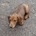 Dachshund (Miniature Smooth Haired)