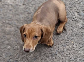 Dachshund (Miniature Smooth Haired)
