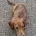 Dachshund (Miniature Smooth Haired)