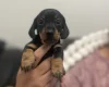 Dachshund (Miniature Smooth Haired)