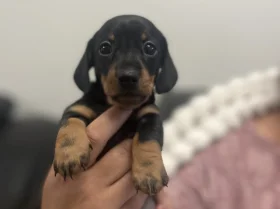 Dachshund (Miniature Smooth Haired)
