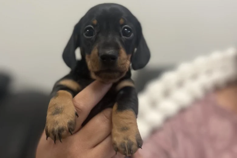 Dachshund (Miniature Smooth Haired)