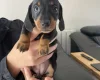 Dachshund (Miniature Smooth Haired)
