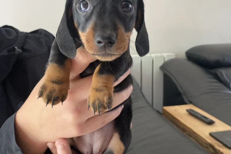 Dachshund (Miniature Smooth Haired)