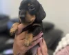 Dachshund (Miniature Smooth Haired)