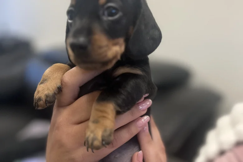 Dachshund (Miniature Smooth Haired)