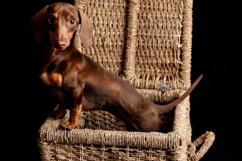 Dachshund (Miniature Smooth Haired)