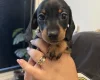 Dachshund (Miniature Smooth Haired)