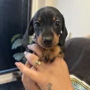 Dachshund (Miniature Smooth Haired)
