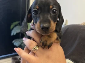 Dachshund (Miniature Smooth Haired)