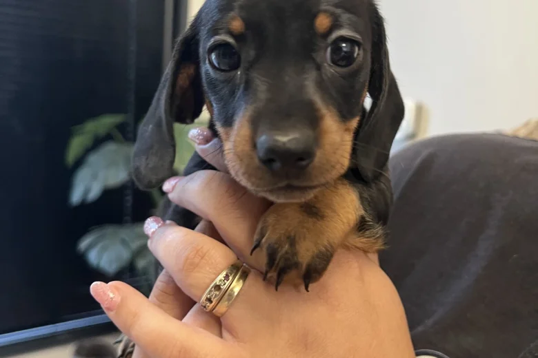 Dachshund (Miniature Smooth Haired)