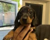 Dachshund (Miniature Smooth Haired)