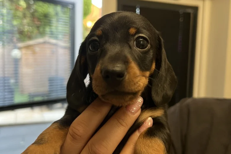 Dachshund (Miniature Smooth Haired)