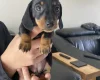 Dachshund (Miniature Smooth Haired)