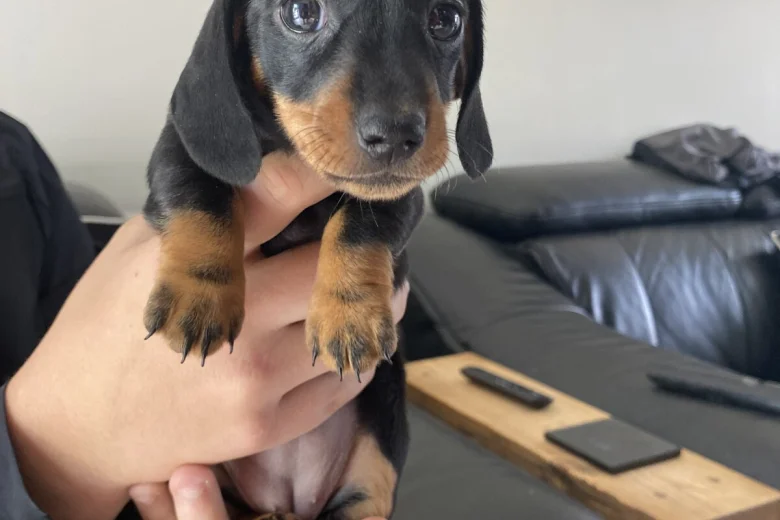 Dachshund (Miniature Smooth Haired)